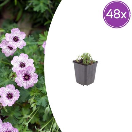 Geranium cinereum Ballerina – 48 Pflanzen – Ø9cm – Höhe 10-25cm – Winterharte Staude – Zartrosa Blüten – Pflegeleicht für Steingarten, Beet & Kübel