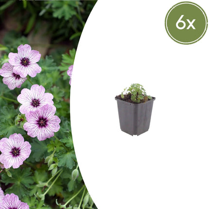 Geranium cinereum Ballerina – 6 Pflanzen – Ø9cm – Höhe 10-25cm – Winterharte Staude – Zartrosa Blüten – Pflegeleicht für Steingarten, Beet & Kübel