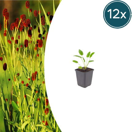 Sanguisorba officinalis Tanna – 12 Pflanzen – Ø9cm – Höhe 10-25cm – Winterharte Staude – Dunkelrosa Blütenähren