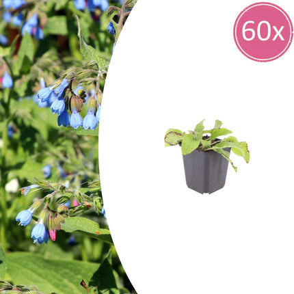 Symphytum grandiflorum Wisley Blue – 60 Pflanzen – Ø9cm – Höhe 10-25cm – Blauer Beinwell Bodendecker
