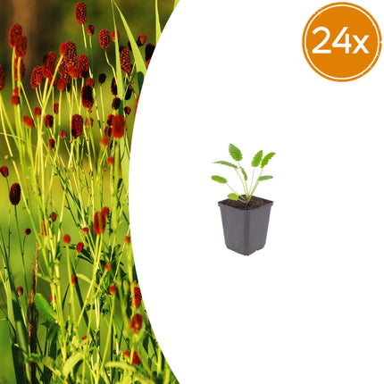 Sanguisorba officinalis Tanna – 24 Pflanzen – Ø9cm – Höhe 10-25cm – Winterharte Staude – Dunkelrosa Blütenähren