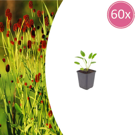 Sanguisorba officinalis Tanna – 60 Pflanzen – Ø9cm – Höhe 10-25cm – Winterharte Staude – Dunkelrosa Blütenähren