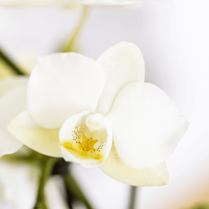 Pflanzenset Mediterranean Sunset – Weiße Phalaenopsis Orchidee Lausanne & Sukkulenten – 3 Pflanzen mit Keramik – Ziertöpfen – Inklusive Tablett