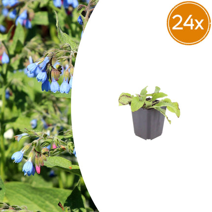 Symphytum grandiflorum Wisley Blue – 24 Pflanzen – Ø9cm – Höhe 10-25cm – Blauer Beinwell – Bodendecker für Schattenbeet – Winterharte Staude