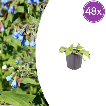 Symphytum grandiflorum Wisley Blue – 48 Pflanzen – Ø9cm – Höhe 10-25cm – Blauer Beinwell Bodendecker
