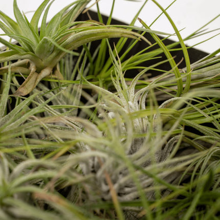 Tillandsia Air Mix – 20 Stück Luftpflanzen – Ø6cm – ca. 6cm hoch – Pflegeleichte Tillandsien – Mischung – Erdlos & dekorativ – Für kreative Wohnideen