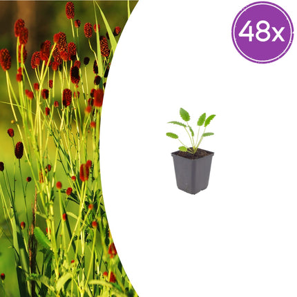 Sanguisorba officinalis Tanna – 48 Pflanzen – Ø9cm – Höhe 10-25cm – Winterharte Staude – Dunkelrosa Blütenähren