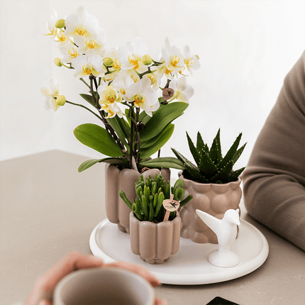 Geschenkset Slow Living – Weiße Phalaenopsis Orchidee mit 2-3 Trieben & 2 Grünpflanzen – Beige Keramiktöpfe auf weißem Tablett