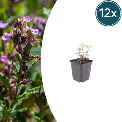 Teucrium lucidrys – 12 Pflanzen – Ø9cm – Höhe 10-25cm – Immergrüner Halbstrauch – Schnittverträglich – Für Hecke, Steingarten & Gartengestaltung