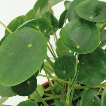 Kokodama Pilea Peperomioides – 2 Pflanzen – 20cm – Ø15 – Nachhaltige Pfannkuchenpflanzen im Kokodama – Kokostopf