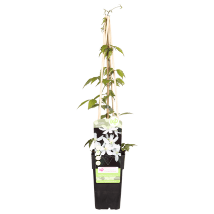 Waldrebe – Clematis Montana 'Grandiflora' – Weiße Blüten – Duftende Kletterpflanze – Ca. 65cm hoch – Ø15cm – Frühjahrsblüher
