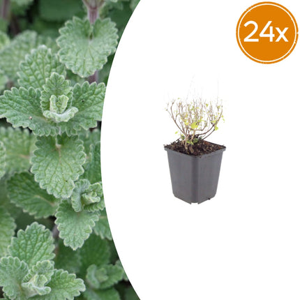 Bergminze Calamintha nepeta – 24 Pflanzen – 10-25cm – Ø9cm – Duftende Staude für sonnige Beete – Bienenfreundliche Gartenpflanze mit langer Blütezeit