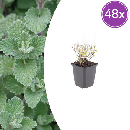 Bergminze Calamintha nepeta – 48 Pflanzen – 10-25cm – Ø9cm – Duftende Staude für sonnige Beete
