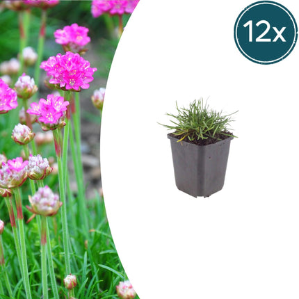 Grasnelke Armeria maritima ‘Splendens’ – 12 Pflanzen – 10-25cm – Ø9cm – Winterharte Staude mit rosa Blüten