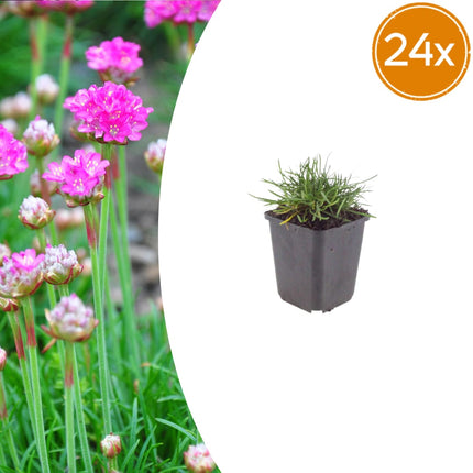 Grasnelke Armeria maritima ‘Splendens’ – 24 Pflanzen – 10-25cm – Ø9cm – Winterharte Staude mit rosa Blüten