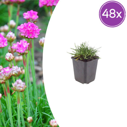Grasnelke Armeria maritima ‘Splendens’ – 48 Pflanzen – 10-25cm – Ø9cm – Winterharte Staude mit rosa Blüten – Für sonnige Beete, Steingarten & Bordüren