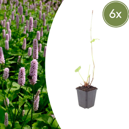 Persicaria affinis Superba – 6 Pflanzen – Ø9cm – Höhe 10-25cm – Winterharte Staude – Dunkelrote Blütenähren – Bienenfreundlich für Beet & Präriegarten