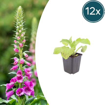 Roter Fingerhut Digitalis purpurea – 12 Pflanzen – 10-25cm – Ø9cm – Hohe Blütenstaude für Garten & Cottage – Beet – Bienenfreundliche Sommerpflanze