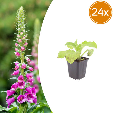 Roter Fingerhut Digitalis purpurea – 24 Pflanzen – 10-25cm – Ø9cm – Hohe Blütenstaude für Garten & Cottage – Beet – Bienenfreundliche Sommerpflanze