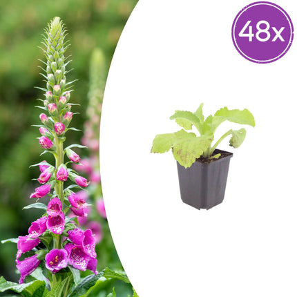 Roter Fingerhut Digitalis purpurea – 48 Pflanzen – Blühstaude für Garten & Beet – 10-25cm – Ø9cm – Bienenfreundlich