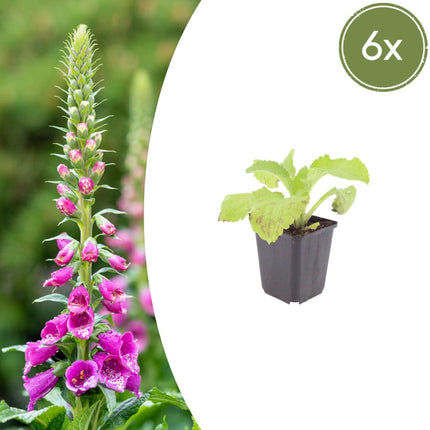Roter Fingerhut Digitalis purpurea – 6 Pflanzen – 10-25cm – Ø9cm – Hohe Blütenstaude für Garten & Cottage – Beet – Bienenfreundliche Sommerblume