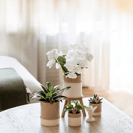 Übertopf Tree sand Ø6cm – Mini Blumentopf mit Struktur – neutraler Keramik – Übertopf für kleine Zimmerpflanzen, Orchideen & Sukkulenten