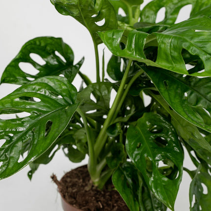 Fensterblatt – Monstera Monkey Leaf – Zimmerpflanze – Ø12cm – ↕30cm – Lochblatt – Pflegeleicht – Tropisches Flair