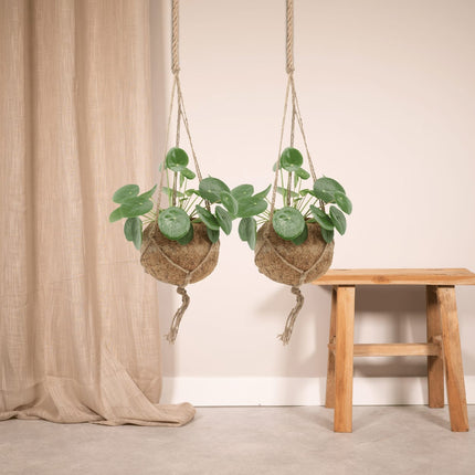 Kokodama Pilea Peperomioides – 2 Pflanzen – 20cm – Ø15 – Nachhaltige Pfannkuchenpflanzen im Kokodama – Kokostopf