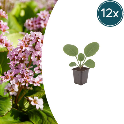 Schusterblume Bergenia cordifolia – 12 Pflanzen – 10-25cm – Ø9cm – Immergrüne Staude mit rosa Blüten