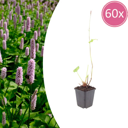 Persicaria affinis Superba – 60 Pflanzen – Ø9cm – Höhe 10-25cm – Winterharte Staude – Dunkelrote Blütenähren