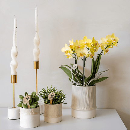 Übertopf Tree Travertine Ø6cm – Mini Blumentopf in Naturstein – Optik – strukturierter Keramik – Übertopf in neutralem Ton