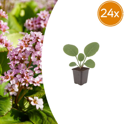 Schusterblume Bergenia cordifolia – 24 Pflanzen – 10-25cm – Ø9cm – Immergrüne Staude mit rosa Blüten