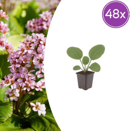 Schusterblume Bergenia cordifolia – 48 Pflanzen – 10-25cm – Ø9cm – Immergrüne Staude mit rosa Blüten