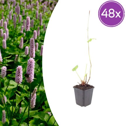 Persicaria affinis Superba – 48 Pflanzen – Ø9cm – Höhe 10-25cm – Winterharte Staude – Dunkelrote Blütenähren