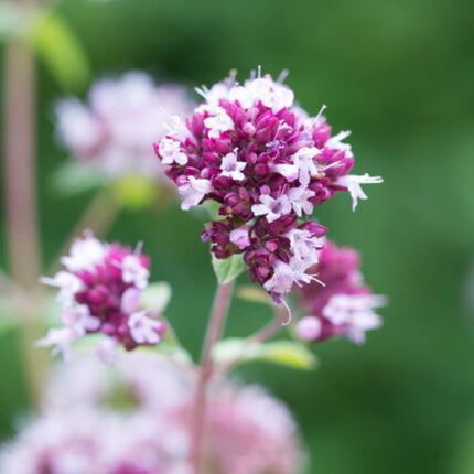 Origanum laevigatum Herrenhausen – 12 Pflanzen – Ø9cm – Höhe 10-25cm – Winterharter Zieroregano – Bienenfreundlich