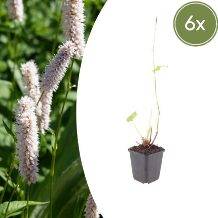 Persicaria bistorta Superba – 6 Pflanzen Ø9cm – Höhe10-25cm – Rosa Blütenstaude für feuchte Beete & Teichrand – Bienenfreundlich winterhart