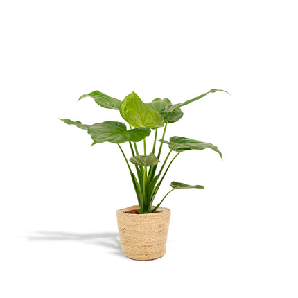 Alocasia Cucullata – Pfeilblatt – Zimmerpflanze – Ø19cm – ↕65cm – inkl. Naturkorb – Elefantenohr – Luftreinigend – Tropisches Flair