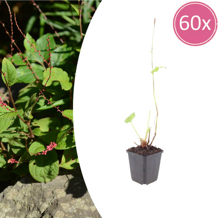 Persicaria amplexicaulis Speciosa – Ø9cm – Höhe 10-25cm – Winterharte Staude – Tiefrote Blütenähren