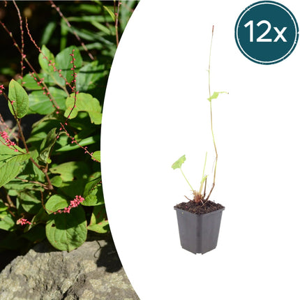 Persicaria amplexicaulis Speciosa – 12 Pflanzen – Ø9cm – Höhe 10-25cm – Winterharte Staude – Tiefrote Blütenähren