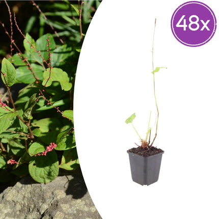 Persicaria amplexicaulis Speciosa – 48 Pflanzen – Ø9cm – Höhe 10-25cm – Winterharte Staude – Tiefrote Blütenähren