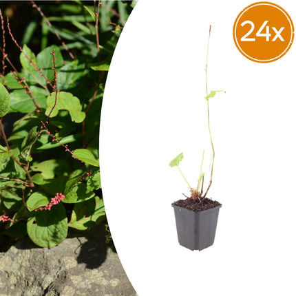 Persicaria amplexicaulis Speciosa – 24 Pflanzen – Ø9cm – Höhe 10-25cm – Winterharte Staude – Tiefrote Blütenähren