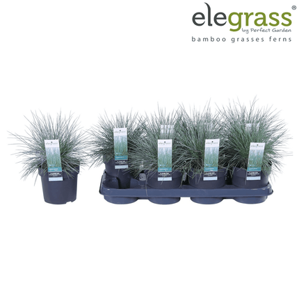 Blauschwingel Festuca glauca Azura Blue Ø14cm – Höhe ca.30cm – silberblaues Ziergras winterhart & immergrün