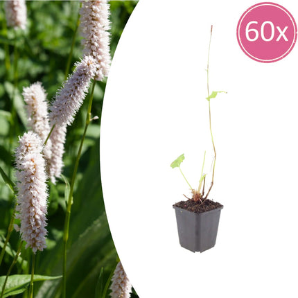 Persicaria bistorta Superba – 60 Pflanzen Ø9cm – Höhe10-25cm – Rosa Blütenstaude für feuchte Beete & Teichrand – Bienenfreundlich winterhart