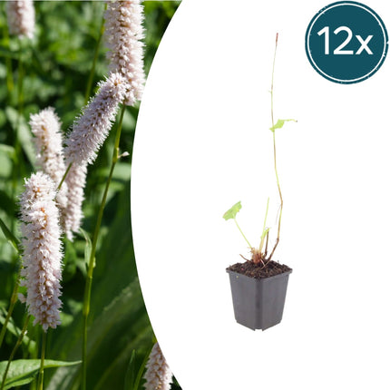 Persicaria bistorta Superba – 12 Pflanzen Ø9cm – Höhe10-25cm – Rosa Blütenstaude für feuchte Beete & Teichrand – Bienenfreundlich winterhart