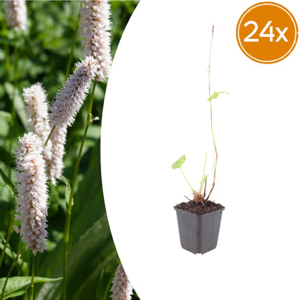 Persicaria bistorta Superba – 24 Pflanzen Ø9cm – Höhe10-25cm – Rosa Blütenstaude für feuchte Beete & Teichrand – Bienenfreundlich winterhart
