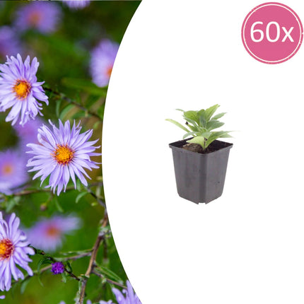 Aster frikartii Mönch – 60 Pflanzen – 10-25cm – Ø9cm – Langblühende Staude für sonnige Beete – Bienenfreundliche Gartenpflanze – Herbstblüher