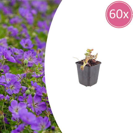 Geranium Azure Rush – 60 Pflanzen – Ø9cm – Höhe 10-25cm – Winterharte Bodendecker Staude – Hellblaue Blüten