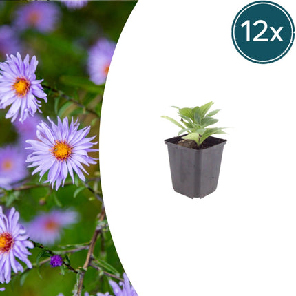 Aster frikartii Mönch – 12 Pflanzen Sommeraster – 10-25cm – Ø9cm – Langblühende Staude für sonnige Beete – Bienenfreundliche Gartenpflanze