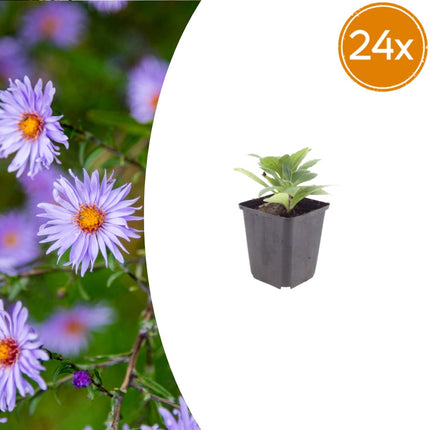 Sommeraster Aster frikartii Mönch – 24 Pflanzen – 10-25cm – Ø9cm – Langblühende Staude für sonnige Beete – Bienenfreundliche Gartenpflanze