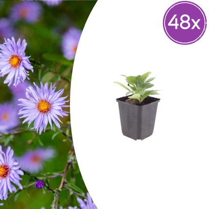Sommeraster Aster frikartii Mönch – 48 Pflanzen – 10-25cm – Ø9cm – Langblühende Staude für sonnige Beete – Bienenfreundliche Gartenpflanze